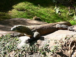  تنين كومودو 250px-Varanus_komodoensis1