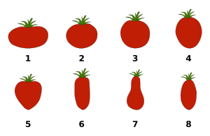 Liste des variétés de tomates!fleur 300px-Formes_de_tomates.svg