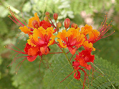 HOA VÀ THƠ 240px-Caesalpinia_pulcherrima