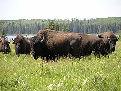 الثور الأمريكي 240px-Bison_herd_-_Lake_Audy_-_Riding_Mountain_National_Park