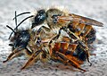   120px-Osmia_rufa_couple_%28aka%29