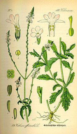 Fiche  de  culture de  La Verveine 250px-Illustration_Verbena_officinalis0