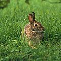 Les lapins 120px-Sylvilagus_floridanus