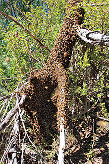  ~¤¦¦$ ¤~ تعرف على النحل~¤¦¦$¦¦¤ 220px-Bee_swarm_on_fallen_tree03