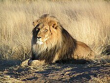 ::::::::Clubul Animalelor:::::::: - Pagina 3 225px-Lion_waiting_in_Namibia