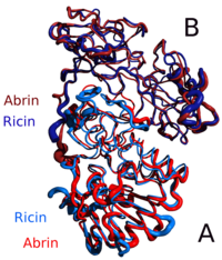 Was versteht man unter Rizin ?  200px-Alignment_Abrin_Ricin