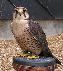 الوكري وانواعه 220px-Lanner_Falcon_800