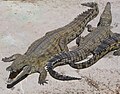 Clubul tuturor iubitorilor de animale - Pagina 2 120px-NileCrocodile