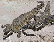 RTCity has to die because of this apparently. 220px-NileCrocodile