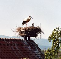 Histoire de l'Alsace 200px-Stork2