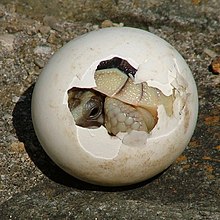 الحيوانات الزواحف 220px-Tortoise-Hatchling