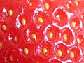 الفراولة 120px-Strawberry_pips