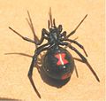 عنكبوت الارملة السوداء بالصور 120px-Black_widow_ventral_1370