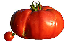 Liste des variétés de tomates!fleur 220px-Diversit%C3%A9_taille_tomates