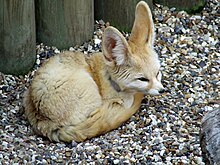 الفنك أو ثعلب الصحراء  220px-Fennec_Fox_%40_Africa_Alive%2C_Lowestoft