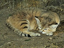 قط الرمـــال 220px-Sand_cat_at_bristol_zoo_arp