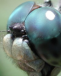 معلومات كامله عن الحشرات 200px-Dragonfly_eye_3811