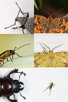 شركة تنظيف منازل بالرياض 0540736424 :-  كيفية القضاء على يرقات النمل 220px-Insect_antennae_comparison