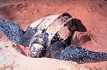 الحيوانات الزواحف 220px-LeatherbackTurtle