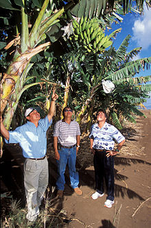 فاكهة الموز.... 220px-Banana_trees