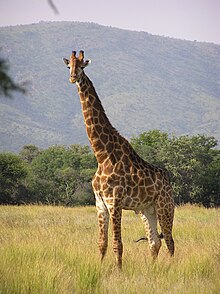 انواع الحيونات 220px-Giraffe_standing