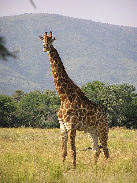 Afrika 448px-Giraffe_standing