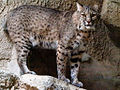 BLOQUE 1: HECHOS Y FENOMENOS: PUEBLA 120px-Bobcat_at_Fort_Worth_Zoo
