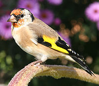          200px-De_Stieglitz_lat_Carduelis_carduelis