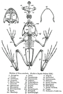 الضفادع 220px-Rana_skeleton