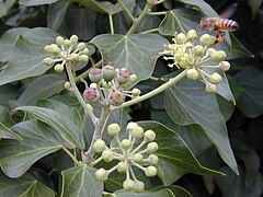 Herbatika-lekovito bilje  - Page 3 240px-Starr_010419-0021_Hedera_helix