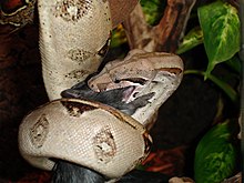 boa constrictor 220px-Boa_c.i