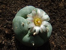 Quel est se poisson??? 220px-Lophophora_williamsii