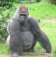  الغوريلا 220px-Male_silverback_Gorilla