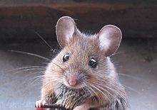 O que deve saber sobre ratos – mitos e factos 220px-Apodemus_sylvaticus_bosmuis