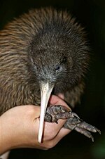 El Kiwi :) 150px-Karuwai_at_August_2005_Health_Check