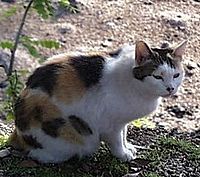 Bobtail Japonnais 200px-Japanese_Bobtail_Cat%2C_Japan