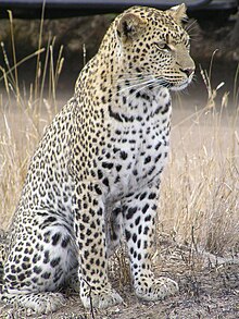 السلالات الحاليّة في النمر 220px-Leopard_africa