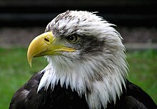  '''''''''''''''''''''موضوع شامل عن الطيور البازية''''''''''''''''''' 220px-Bald.eagle.closeup.arp-sh.750pix