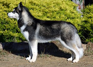 أخطر 10 كــــلاب في العــــــالم  300px-Siberian-husky