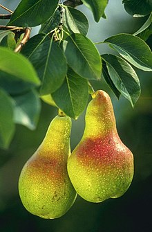Scavenger Hunt! - Page 6 220px-Pears