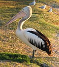 Tepeli Kutan (Pelikan) 120px-Pelecanus_conspicillatus