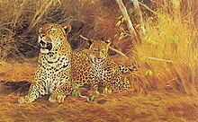 التركيبة الإجتماعية ونطاق الحوز في النمور 220px-Kd_leopard_with_cub