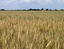 Une plantation de blé? 220px-Champ_de_bl%C3%A9_Seine-et-Marne