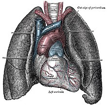 Ngẫu hứng Giải phẫu 220px-Heart-and-lungs