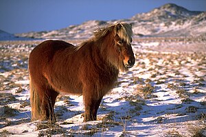 Pour les photos, voici les thèmes !!! - Page 7 300px-IcelandicHorseInWinter