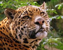 معلومات كامله عن حيوان اليغور 220px-Jaguar_at_Edinburgh_Zoo