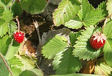 mots hébreux 220px-Fraises_des_bois