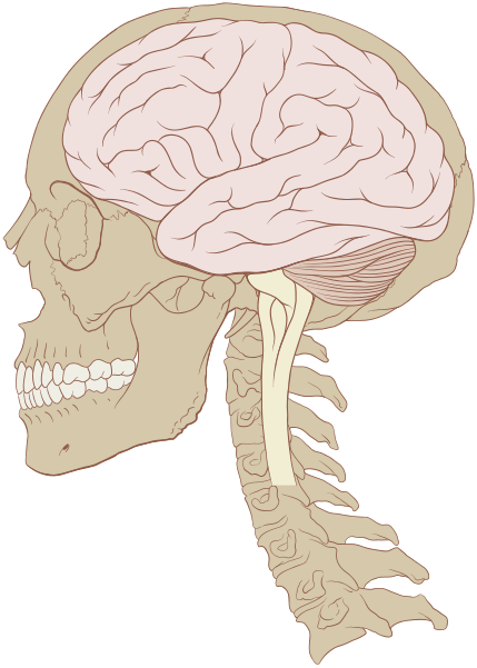 LOS SALMOS (análisis laico) 429px-Skull_and_brain_normal_human.svg