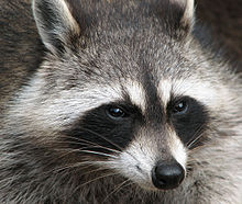 Le Topic des Pneus - Avis et Essais 220px-Raccoon_%28Procyon_lotor%29_2