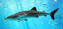 اتفضل سجل حضورك معنا  220px-Whale_shark_Georgia_aquarium